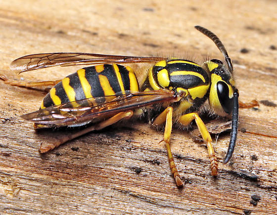 Vespula squamosa - BugGuide.Net